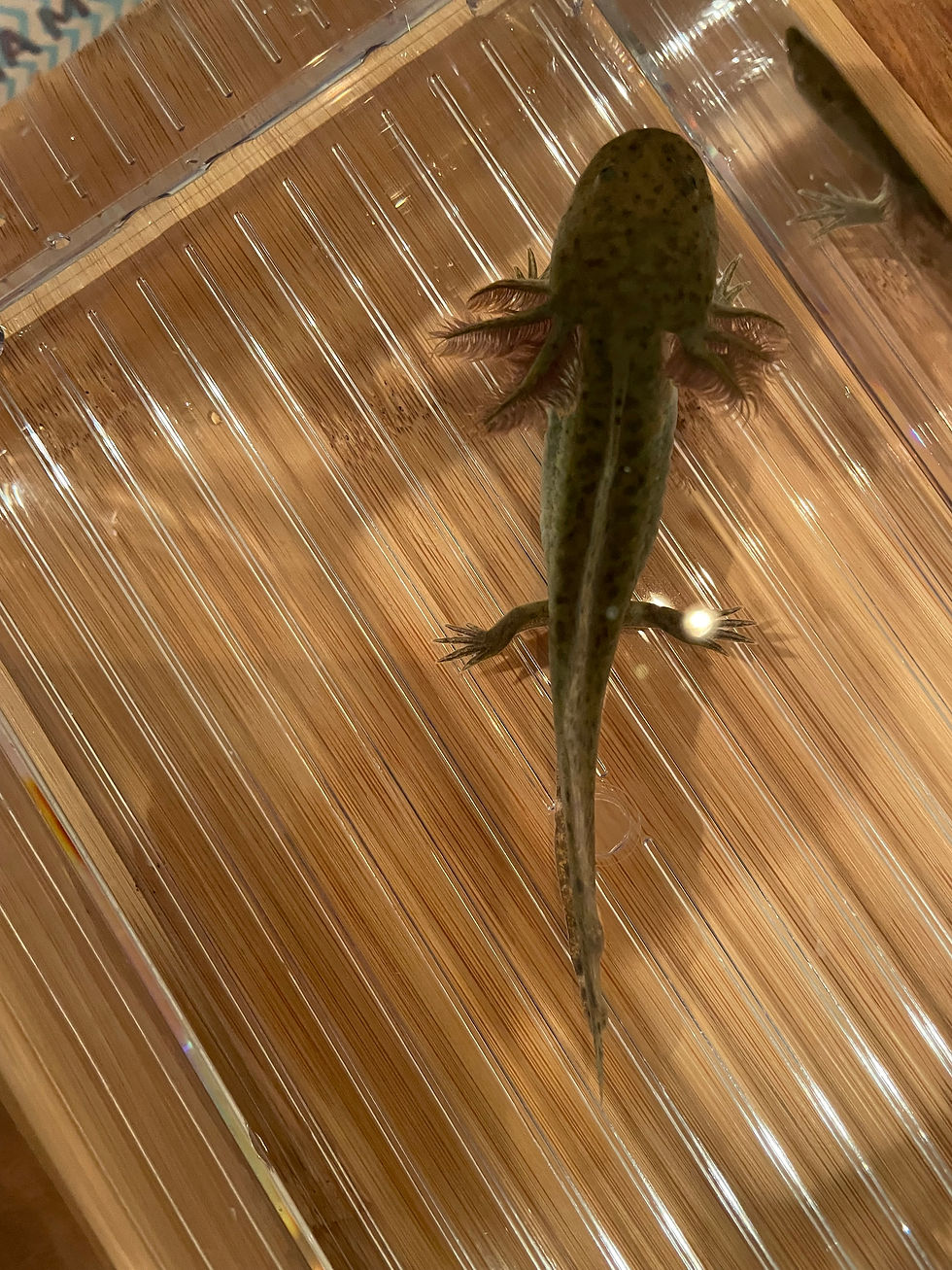 Thumbnail: "Weiman" Wildtype Axolotl
