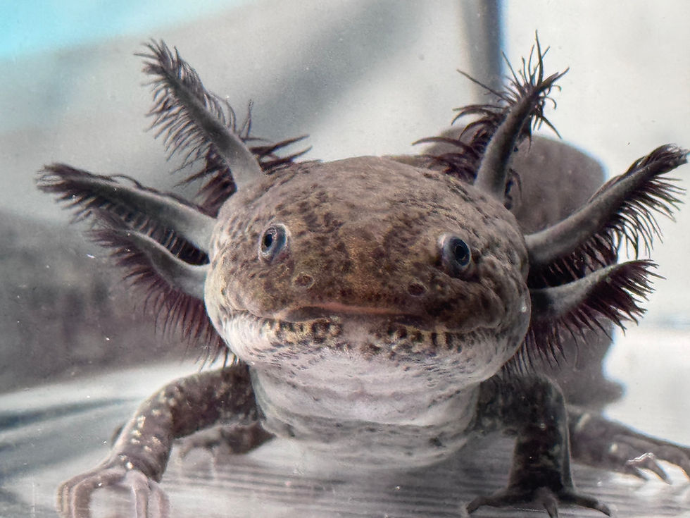 Thumbnail: "Own It" Wildtype Axolotl (DNA and Visually Confirmed Male)