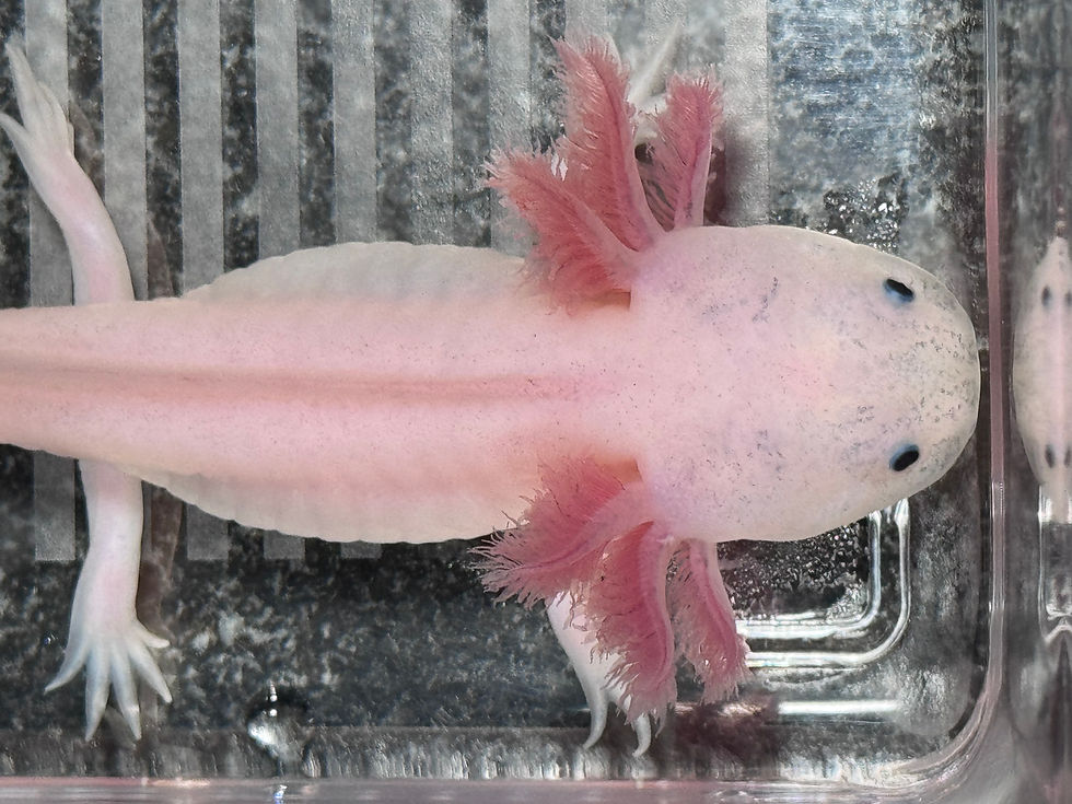 Thumbnail: "Chestnut Hill" Dirty Leucistic Melanoid Axolotl (Unsexed)