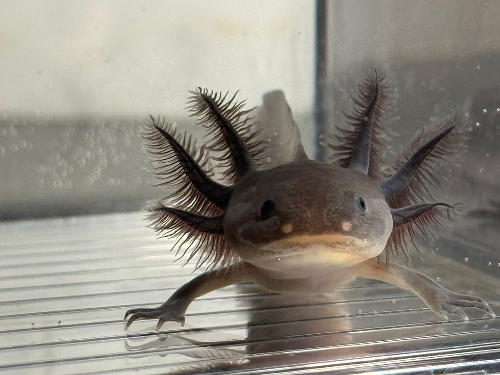 Thumbnail: "Bounce Bliss" Melanoid Axolotl (DNA Confirmed Female)