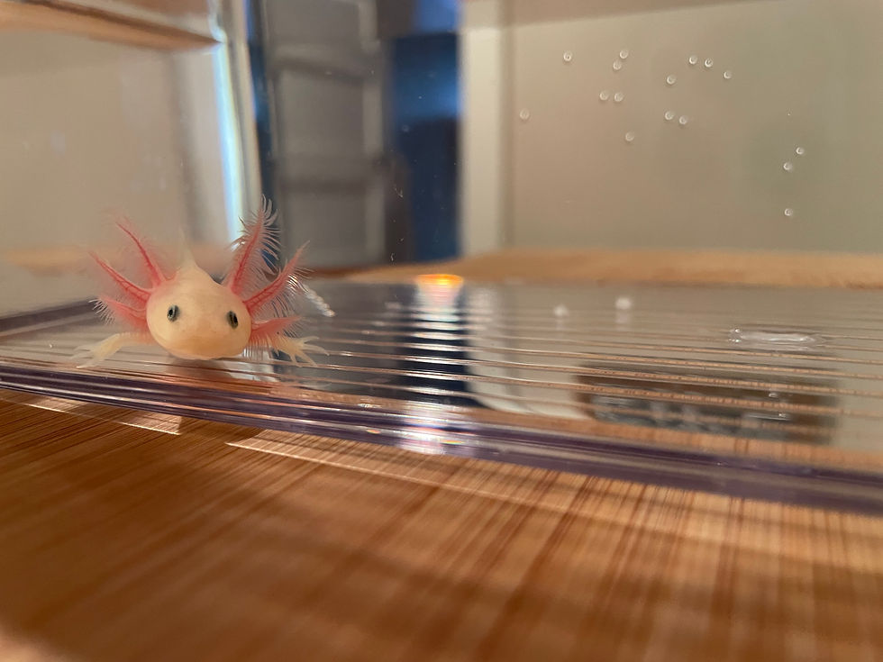 "Gain" GFP Leucistic Axolotl