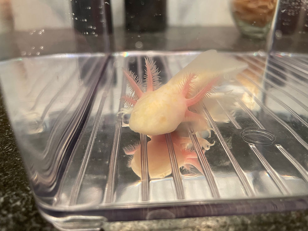 Thumbnail: "Powdered Donut" Hypomelanistic Albino Melanoid Axolotl
