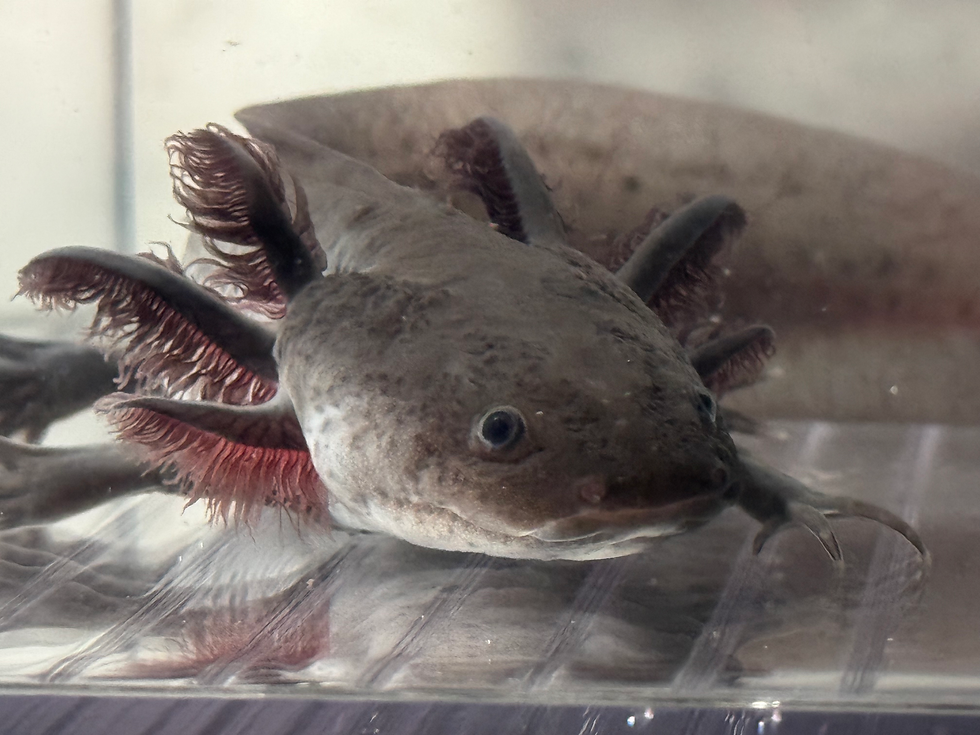 Thumbnail: "Fuzzy Wuzzy" RFP Melanoid Axolotl (Visually Confirmed Male)