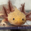 Thumbnail: "Serene Sprout Cleansing" RFP Copper Axolotl (Visually Confirmed Male)