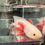 Thumbnail: "Manic Monday" RFP Leucistic Melanoid Axolotl (Confirmed Male)
