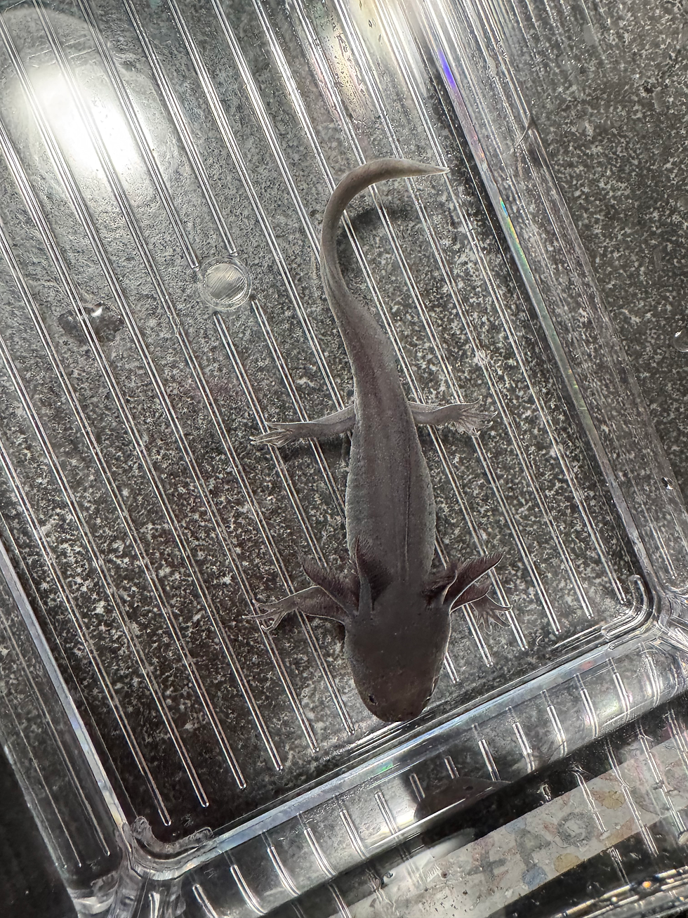 Thumbnail: "Wash And Go" RFP Melanoid Axolotl (Visually Confirmed Male)