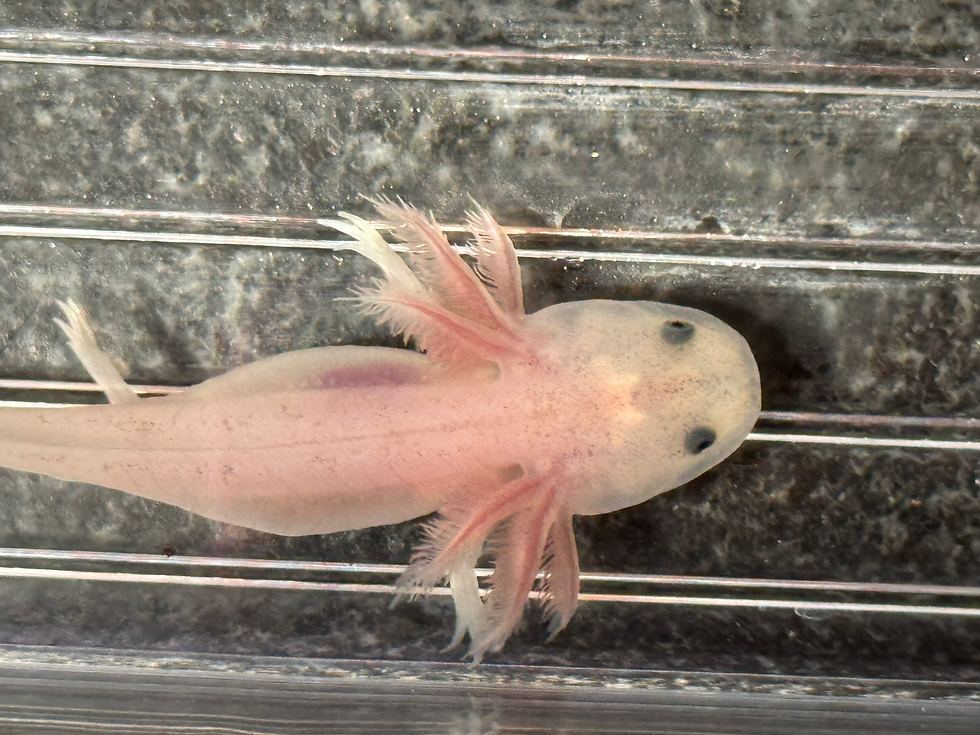 Thumbnail: "Maverick" Dirty Leucistic Axolotl (Unsexed)