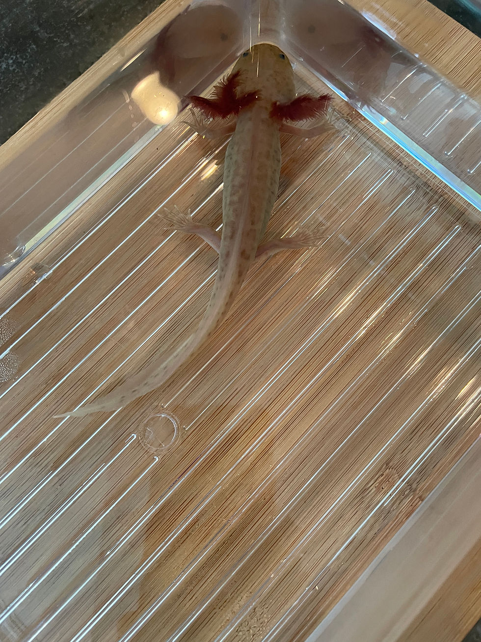 Thumbnail: "Ben Franklin" Light Spotted Copper Melanoid Axolotl