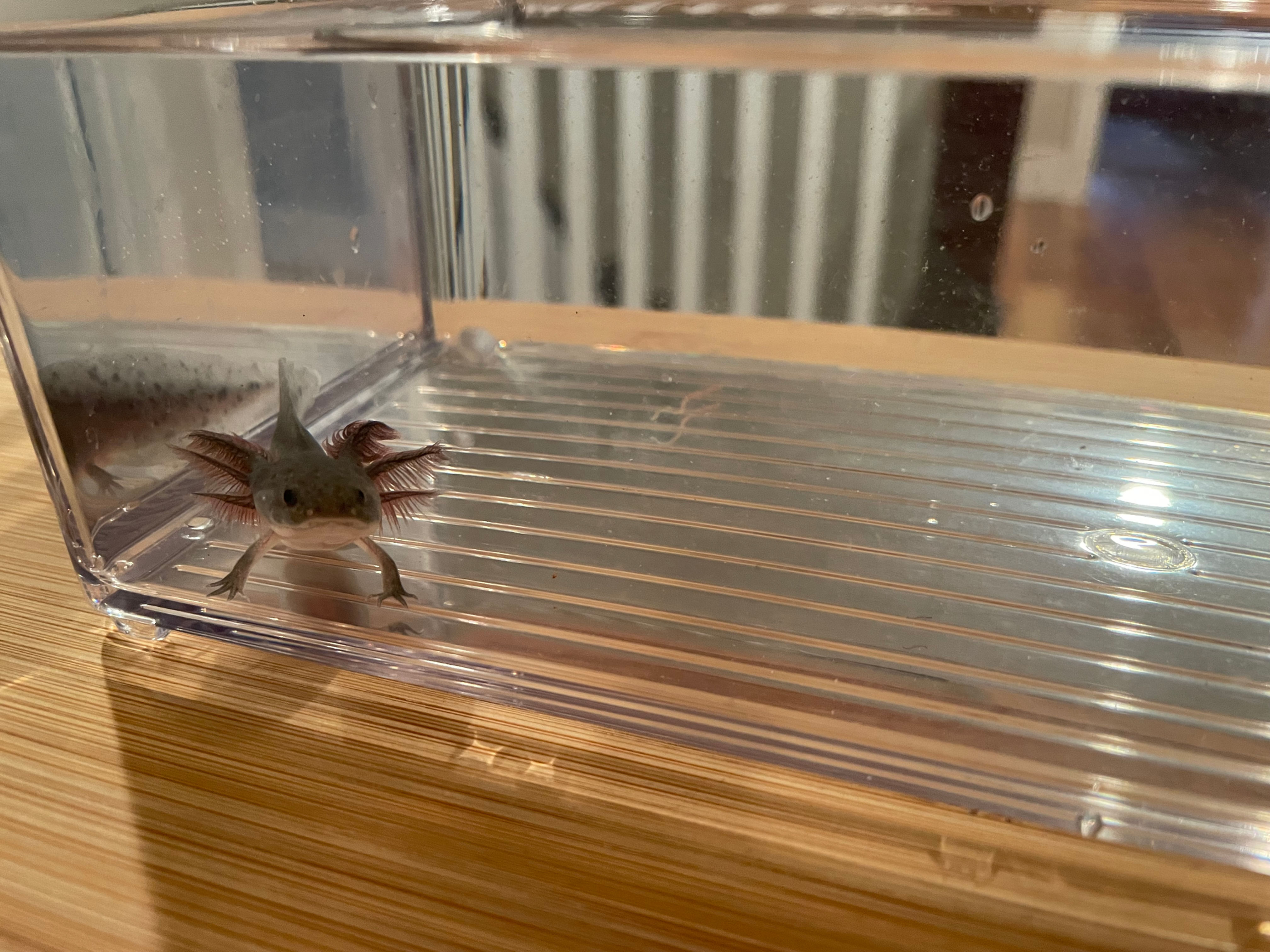 "Puffs" Melanoid Axolotl