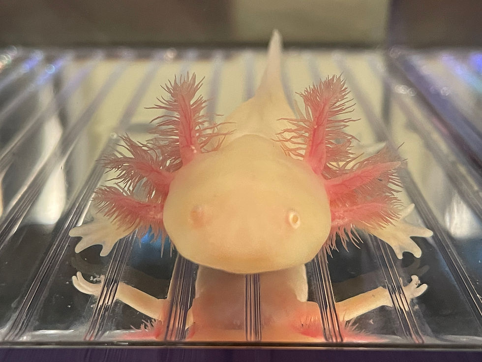 "Juicy Fruit" Super GFP Albino