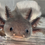 Thumbnail: "Healthy Hair" Melanoid Axolotl (Unsexed)