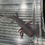 Thumbnail: "Salon Smooth" RFP Axanthic Melanoid Axolotl (Unsexed)
