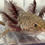 Thumbnail: "Seaweed Scrub" RFP Wildtype Axolotl (Unsexed)