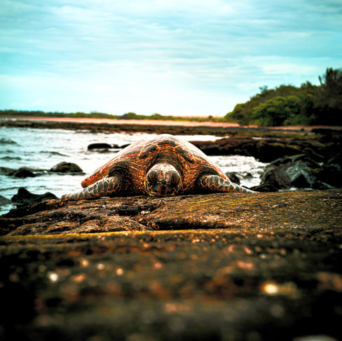 Sea turtle on the Big Island in Hawaii