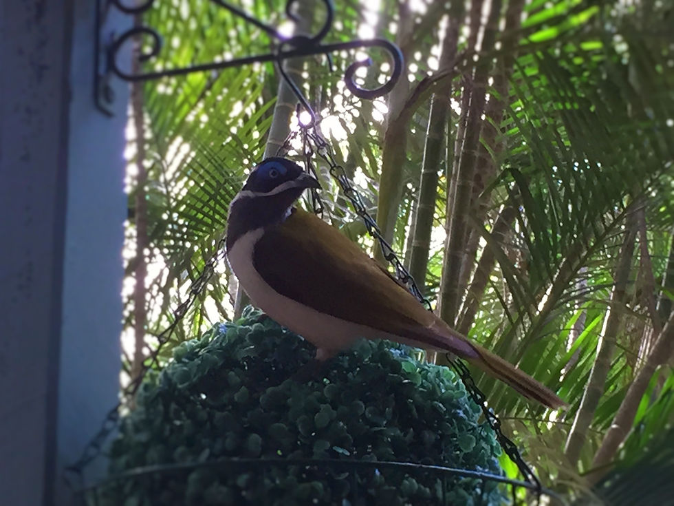 Blue-faced Honeyeater