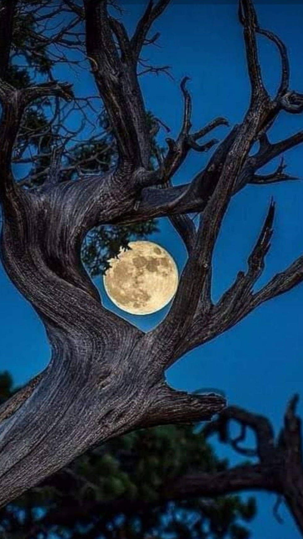 ree
