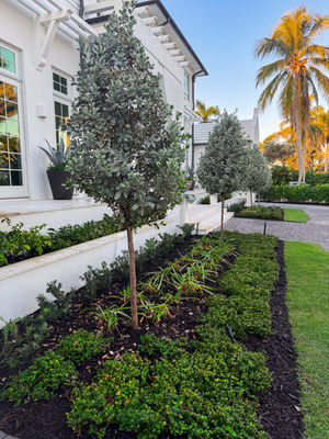 Layered front planting with silvery buttonwood trees, clipped shrubs and groundcover in The Moorings, Naples.