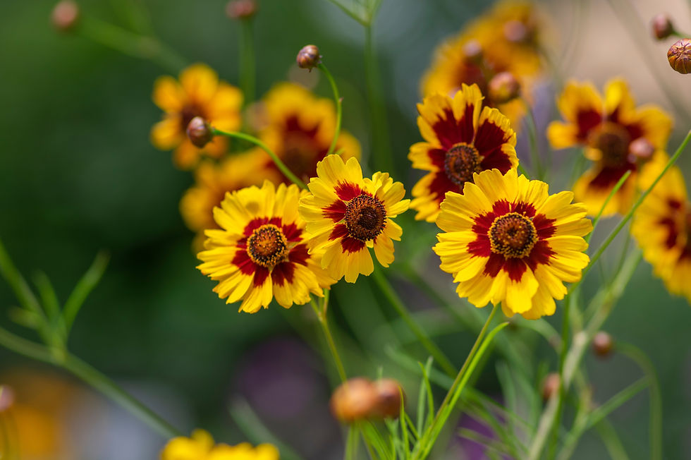 Coreopsis