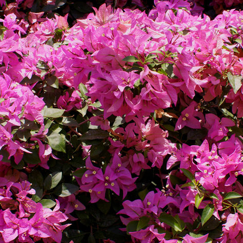 Plant Spotlight - Bougainvillea