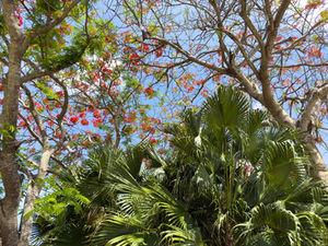 Tropical plantings