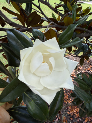 Magnolia flower