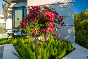 Bougainvillea and foxtail ferns