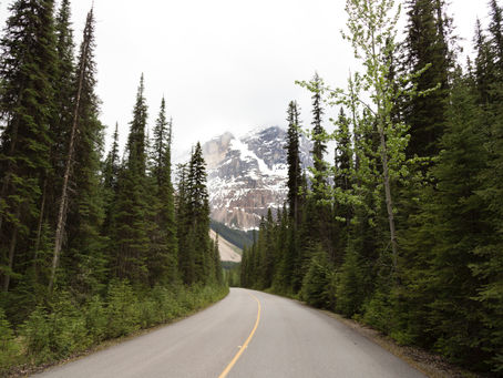 Tend the Trees. They're Crucial to You and Climate Change.
