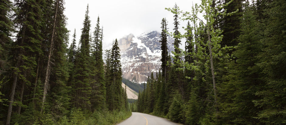 Tend the Trees. They're Crucial to You and Climate Change.