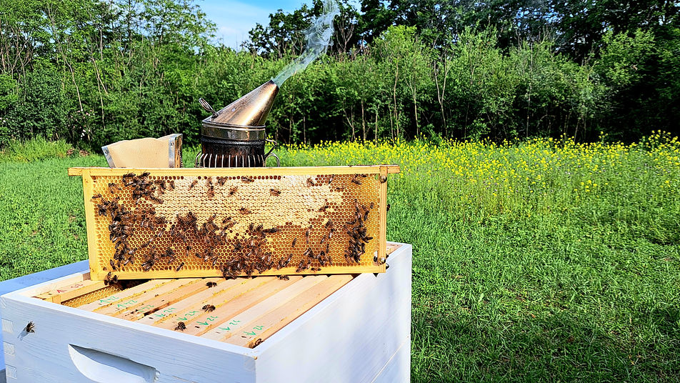 Bienenwabe