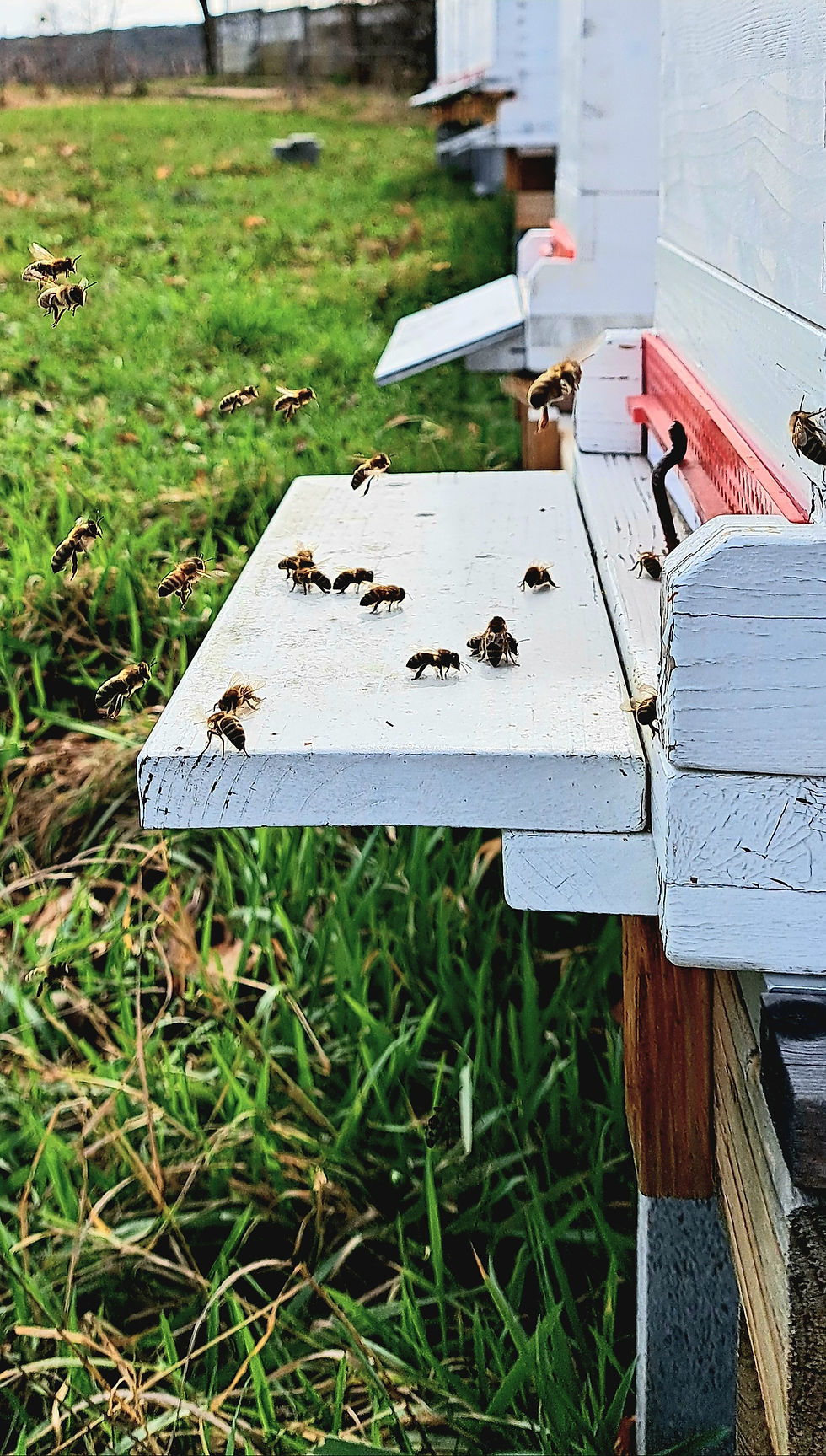 Deine Patenschaft für ein ganzes Bienenvolk