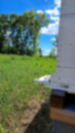 Miniaturbild: Deine Patenschaft für ein ganzes Bienenvolk