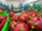 Vietnamese Fresh Dragon Fruit 4