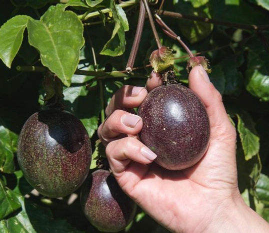 passion-fruit
