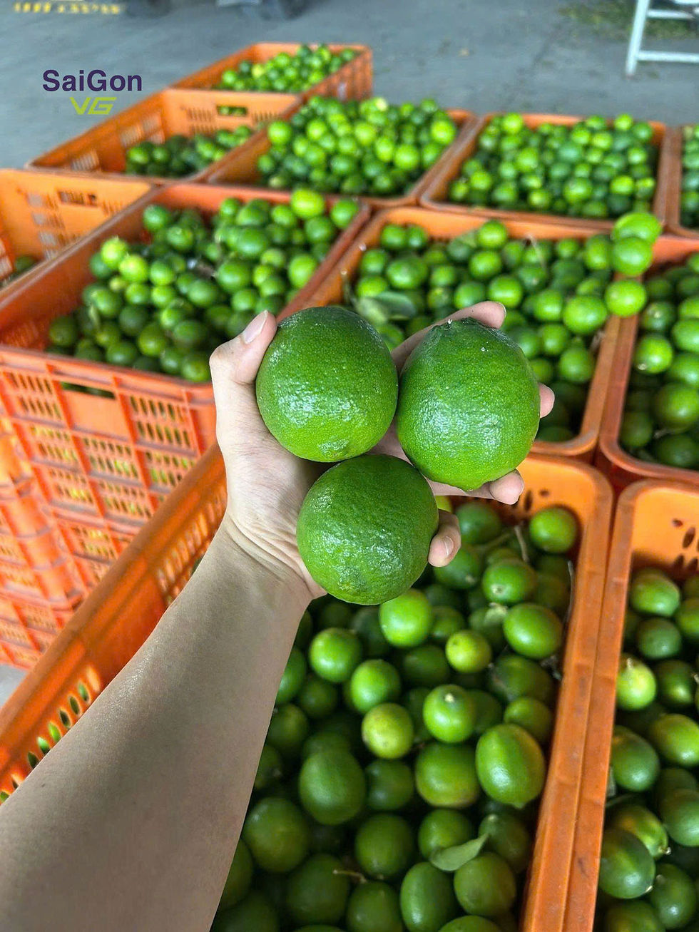 Vietnam Fresh Seedless Lime for export1