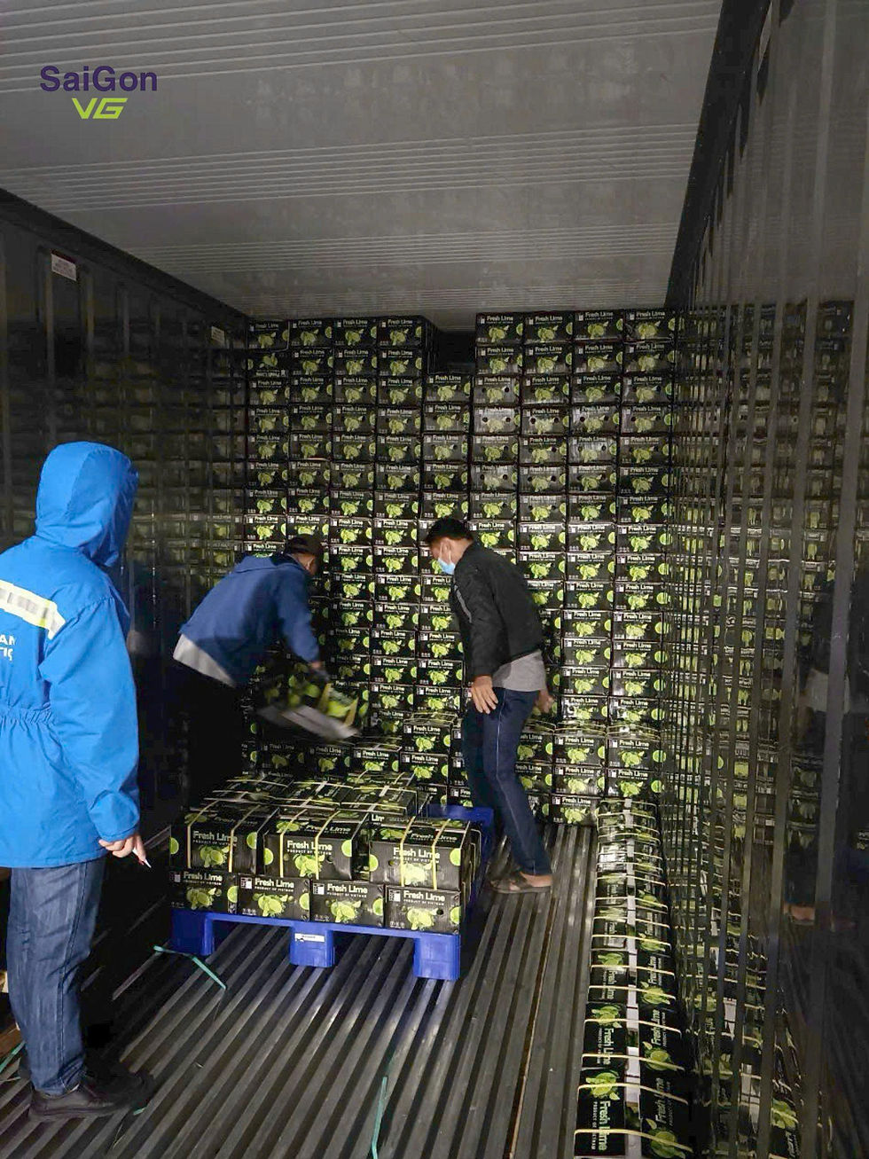 Vietnam Fresh Seedless Lime for export2