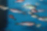 zebrafish--danio-rerio--aquarium-fish-505253725-5ace921ac5542e00368962cf.jpeg