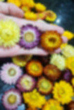 Flor Seca Natural (Crisântemo) 4 unidades