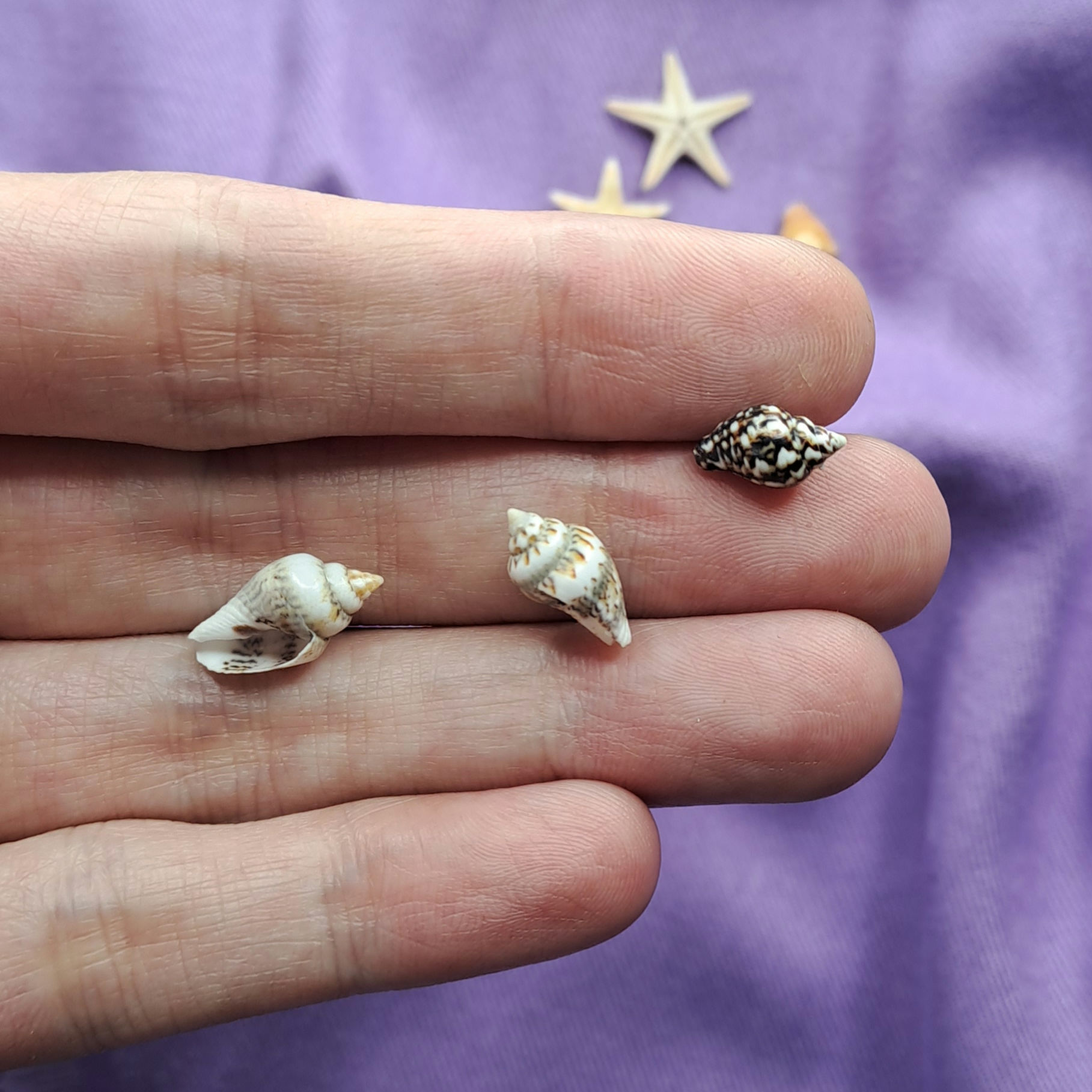 Mini Conchinha do Mar 0,8 - 1,2 cm