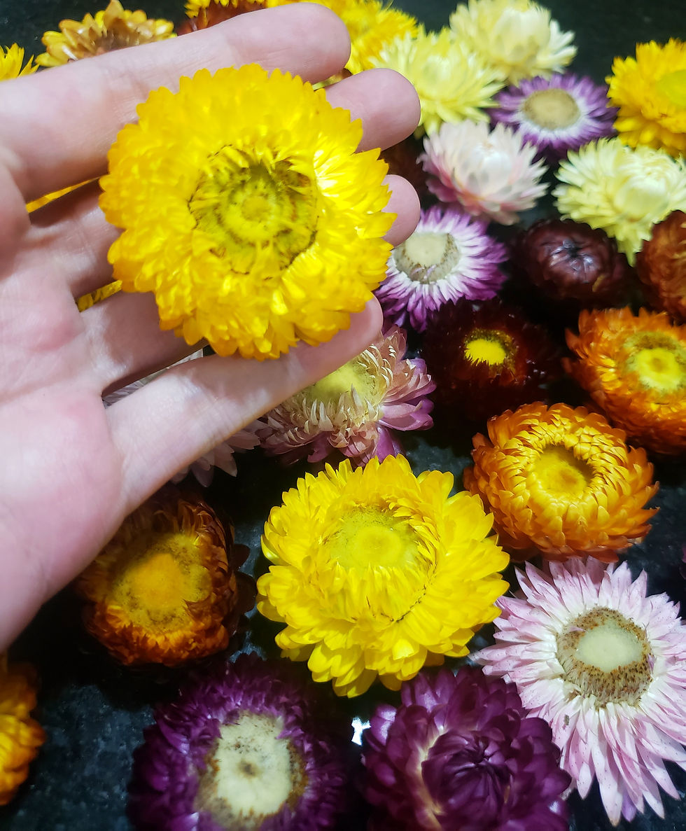 Miniatura: Flor Seca Natural (Crisântemo) 4 unidades