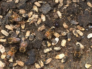 Chalk Brood
