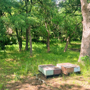 Minimum Acreage for an Ag Exemption in Texas: How Many Acres Do You Really Need? (2026)