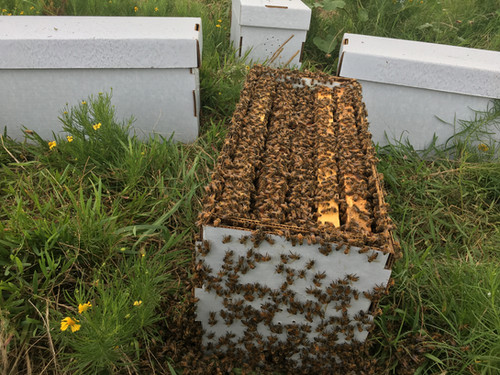Spring 2025 Nucs Timber Creek Apiary spring-2025-nucs-timber-creek-apiary