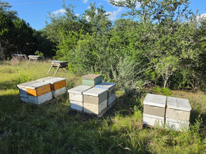 Apiary for Ag Exemption