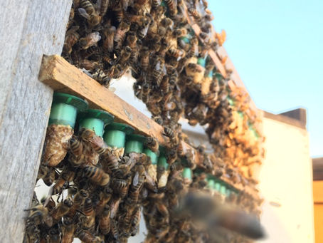 Queen Rearing
