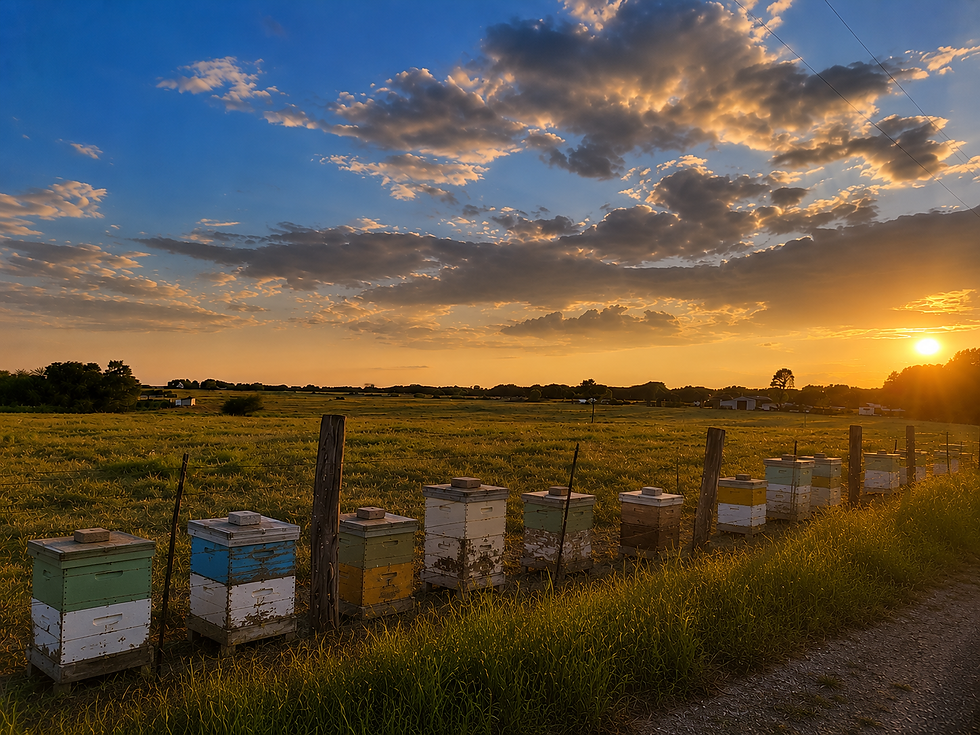 Managed bee colonies on a Texas property demonstrating active hive management for agricultural valuation and county hive requirements.
