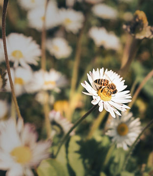 Image of a bee on a flower by Replenish Services Canterbury