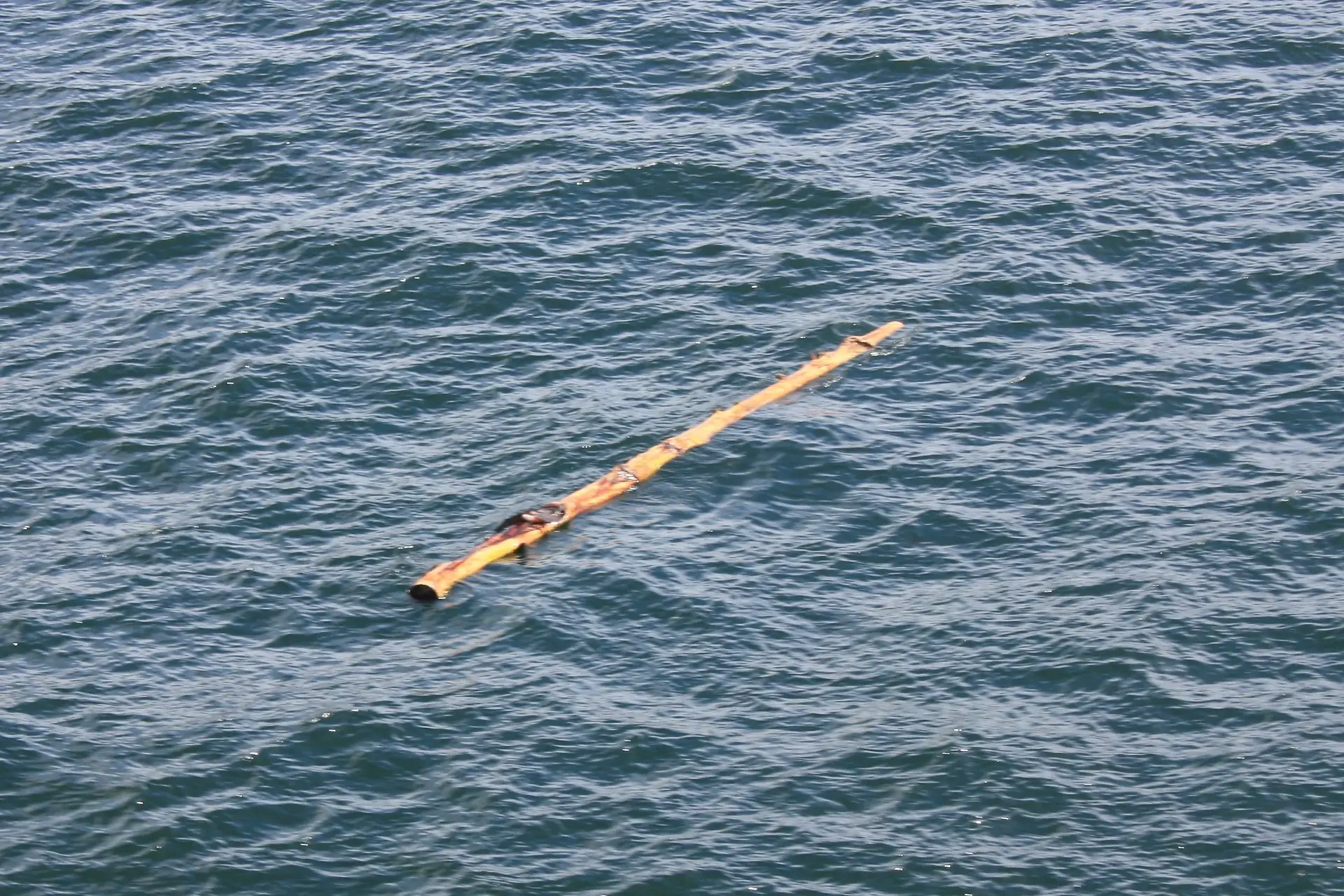 An escaped log