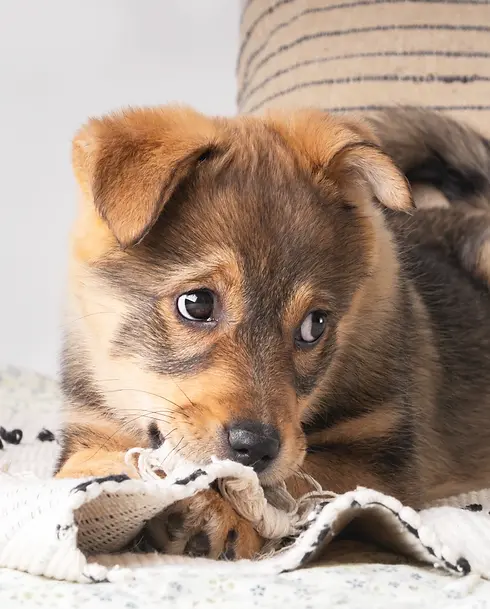 a-fluffy-mixed-breed-brown-red-puppy-chews-playful-2024-04-15-16-59-09-utc.webp