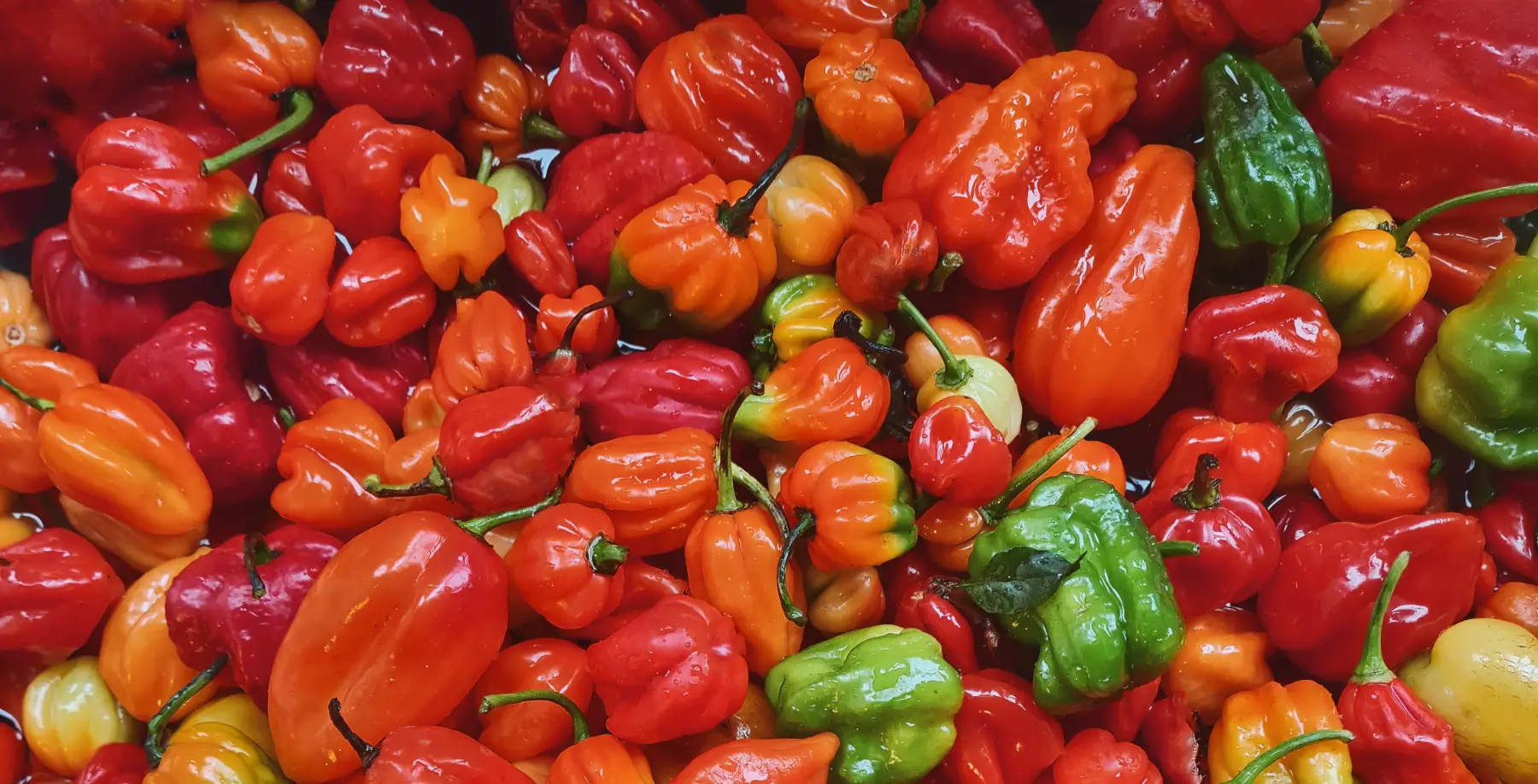 Image of New Zealand grown chillies used for Te Chili chilli sauce