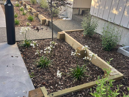 Planters with white flowers and mulch Christchurch